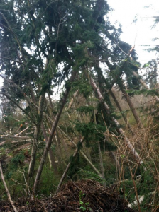 tilting trees warning of bigger landslide potential