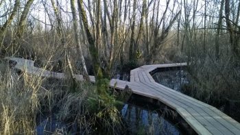 Ferndale Lake Tennant Park