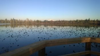 Ferndale Lake Tennant Park