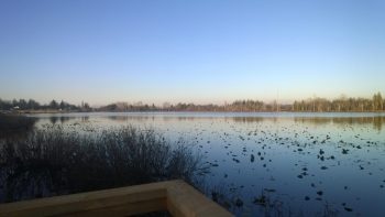 Ferndale Lake Tennant Park