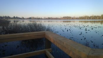 Ferndale Lake Tennant Park