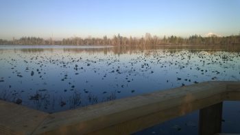 Ferndale Lake Tennant Park