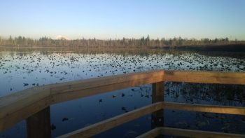 Ferndale Lake Tennant Park