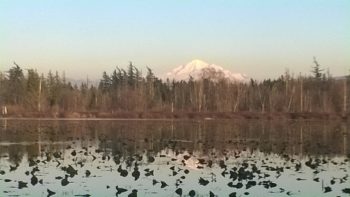 Ferndale Lake Tennant Park