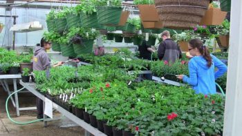 Scene of the annual Ferndale High School Future Farmers of America plant sale (April 20, 2015). Photo: My Ferndale News