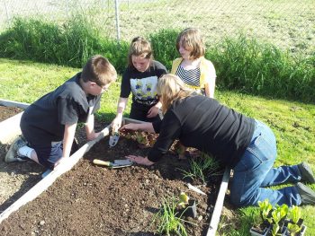 boys and girls club working their plots at the ferndale friendship community garden 2