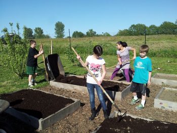 boys and girls club working their plots at the ferndale friendship community garden 3