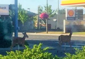 deer on main street discovering ferndale