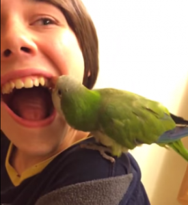 parrot extracts tooth