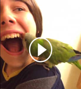 parrot extracts tooth vid thumb