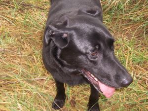 black lab dog pet stock pic 300x