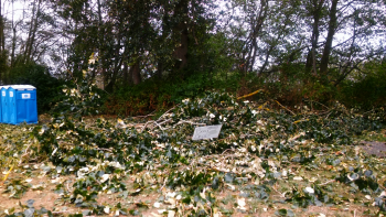 Windstorm debris ends Muds to Suds run in Hovander Homestead Park (August 29, 2015). Photo: Whatcom News