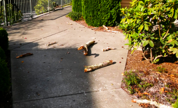 fallen tree debris on sunnybrook lane 2015-10-15