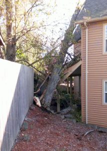 tree falls onto apartment building 2015-10-15