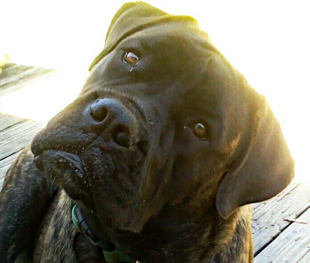 what's that noise - pinterest corrine glazier