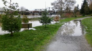 VanderYacht Park in Ferndale while the Nooksack River level was at around 17' (November 2015). Photo: Whatcom News