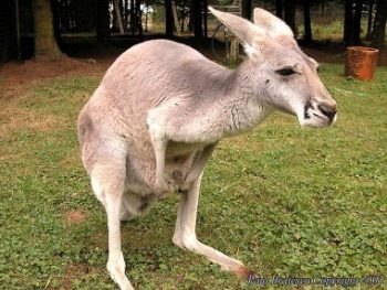 outback kanagroo farm