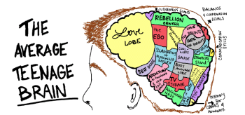 teen brain grfx