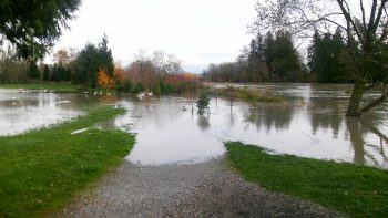 VanderYacht Park after the Nooksack River level reached the 18-foot mark (November 18, 2015). Photo: Whatcom News