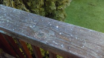 evidence of brief snow 12-25-2015 0845