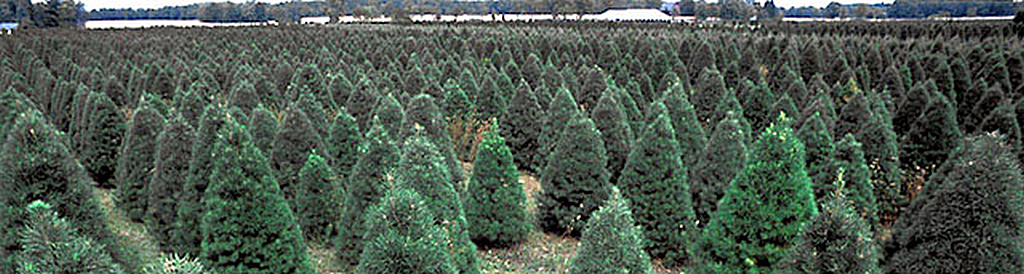christmas tree farm