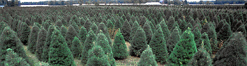 christmas tree farm