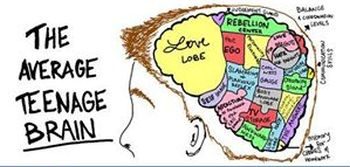 avg teen brain