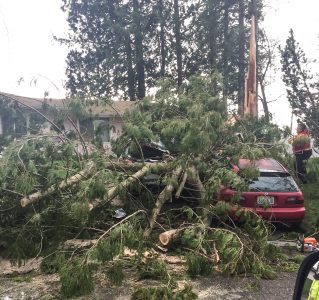 tree crushes cars 2016-03-10 cropped
