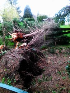 wind blown down tree