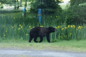 bear sighted by thornton and elder by Shaaron Coleman 2016-05-10