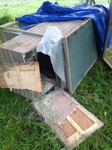 overturned chicken coop from bear raid 2016-05-09 Debora Keyes