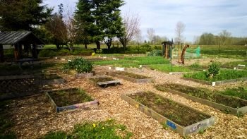 ferndale friendship community garden ffcg 350x