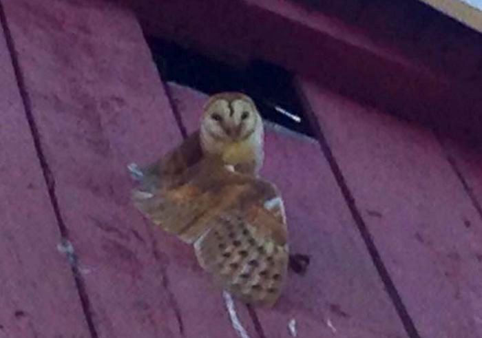 owl caught on side of building rescued by ladder 41 crew 2016-06-29 1609 cropped 700x 2