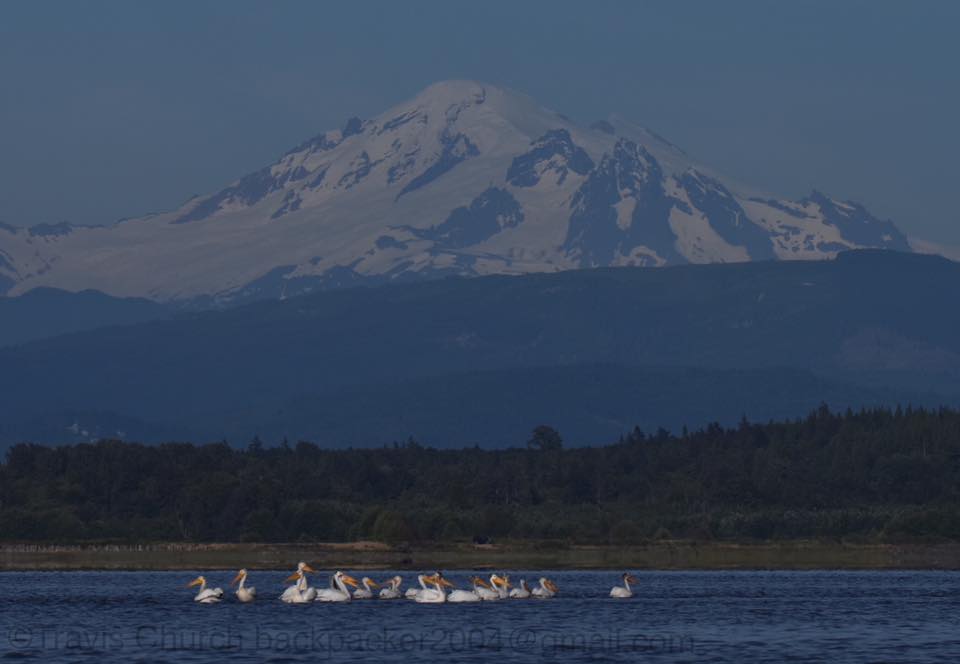 pelicans on Union Bay by Sandy Point 2016-06-26 - photo Travis Church