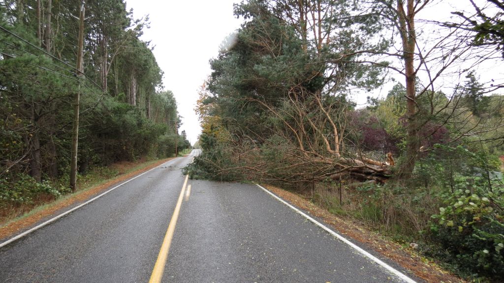 tree-down-on-vista-drive-by-aldergrove-2016-10-14-windstorm