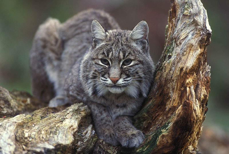 bobcat-pd-image