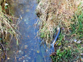 salmon-carcass-by-schell-creek-after-report-of-a-person-hitting-salmon-with-a-stick-2016-11-08
