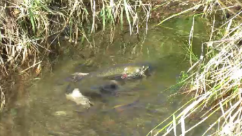 A salmon is seen returning Schell Creek in Ferndale (November 8, 2016). Photo: Whatcom News
