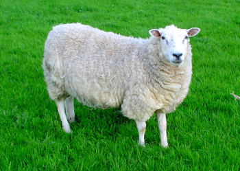 sheep-public-domain