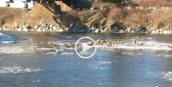 ice flowing down nooksack river video cover 2017-01-04