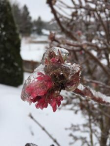 snow scenes around ferndale - photo R Vernola