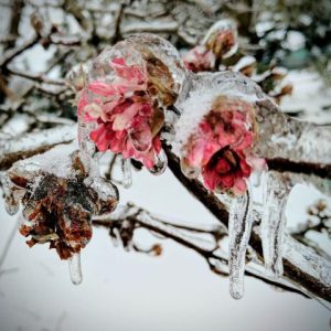 Ice covered flowers in Ferndale - smith and nw drive area - in black and white February 5 2017 - photo Elizabeth Blakely