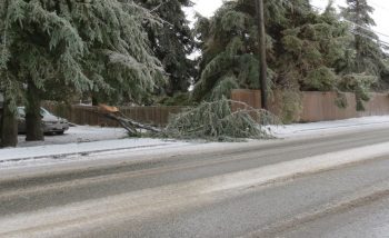 Large tree branches downed by freezing rain on W Smith Road 2017-02-04