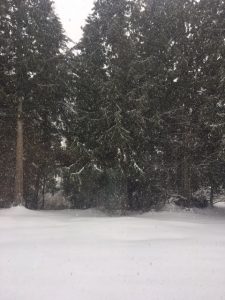 Snowy weather in Ferndale 2 February 5 2017 - photo Kathy Carbone
