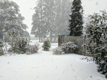 Snowy weather in Ferndale - smith and nw drive area - February 5 2017 - photo Elizabeth Blakely