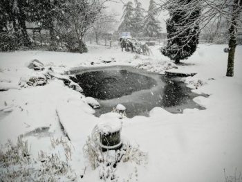 Snowy weather in Ferndale - smith and nw drive area - in black and white February 5 2017 - photo Elizabeth Blakely