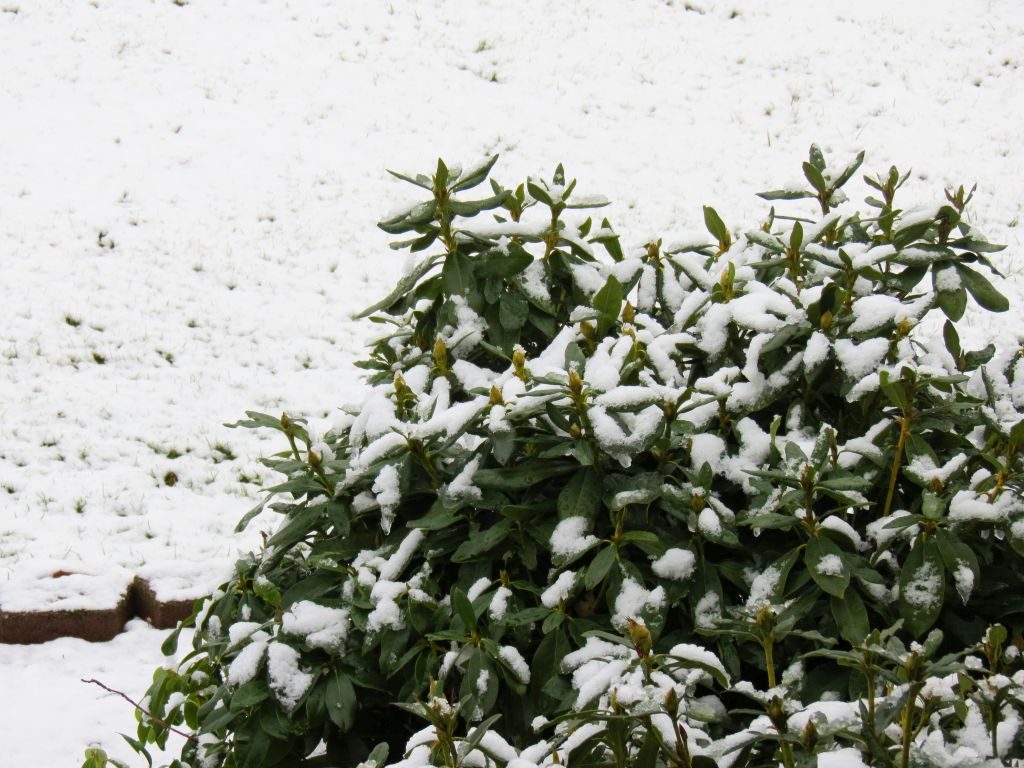 File photo. A dusting of snow (February 26, 2017). Photo: My Ferndale News