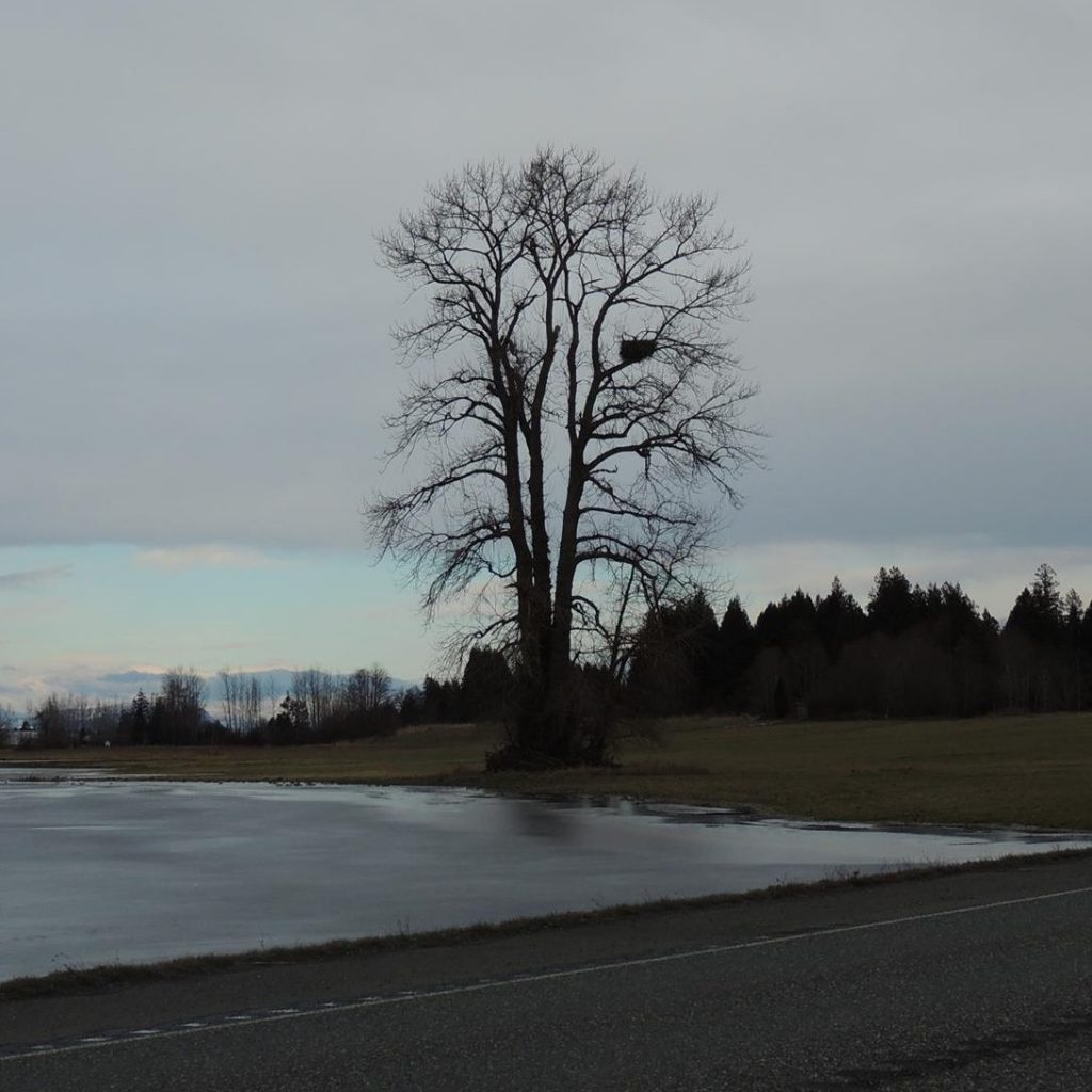 eagles nest on w axton rd - photo beth marsau