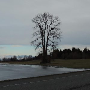 eagles nest on w axton rd - photo beth marsau