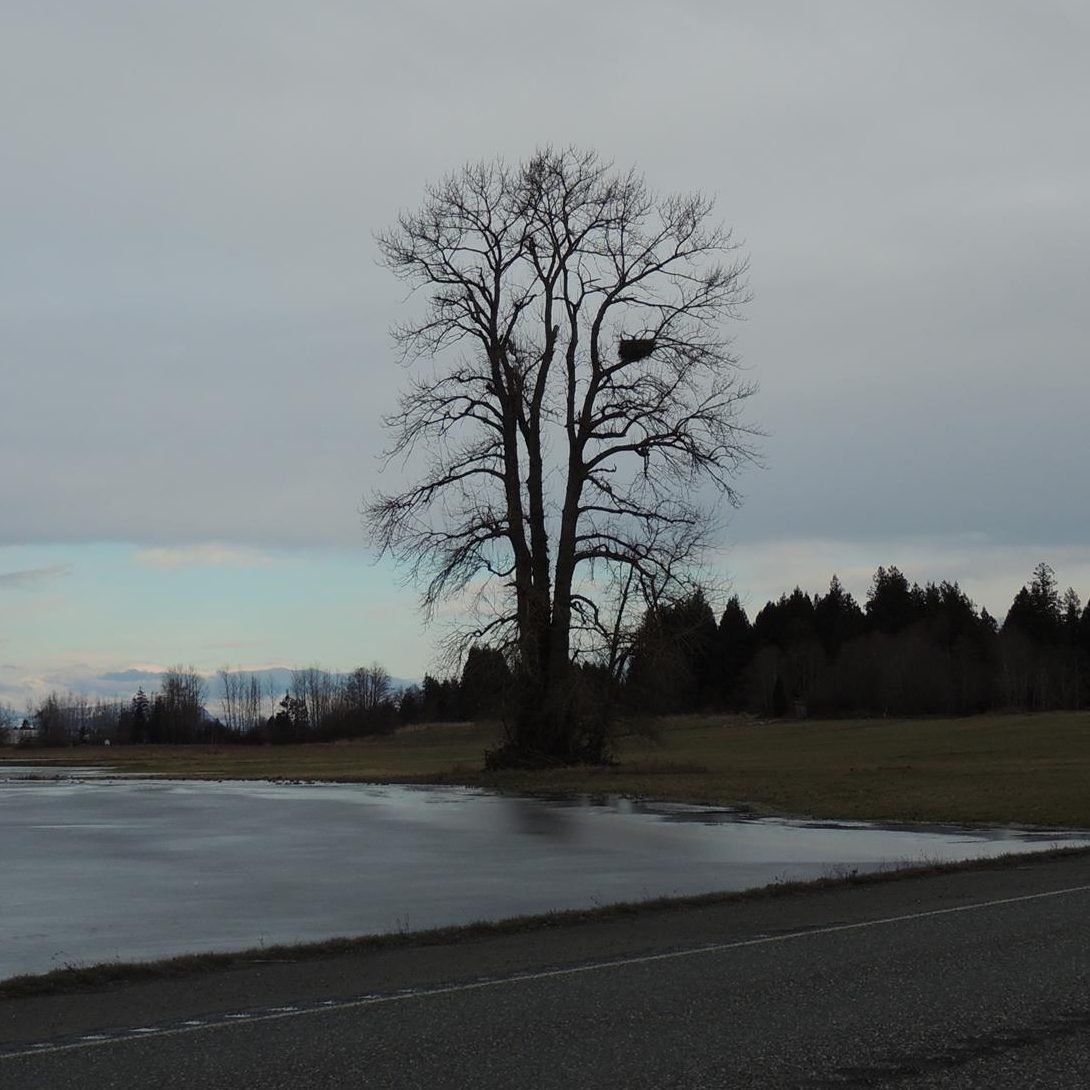 eagles nest on w axton rd - photo beth marsau